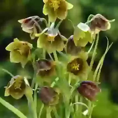 Davisii